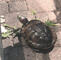 Mr Turtle- supa old, the og pet, been here since birth
