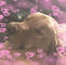 Reese- cute, does everything a dog would do, except swim